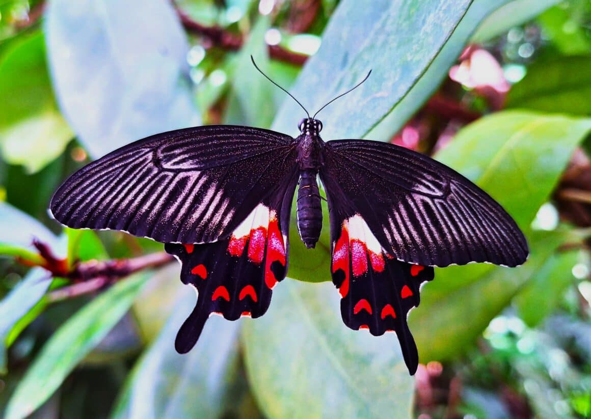 Cours de rock 4 temps – Cours de rock 6 temps – Description de l’enchaînement de la semaine du 07 au 13 juillet 2025: Le papillon