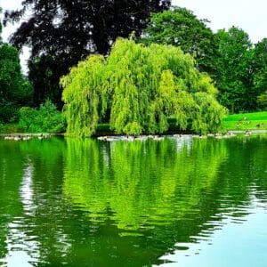 Cours de rock 4 temps – Cours de rock 6 temps – Description de l’enchaînement de la semaine du 15 au 21 septembre 2025: Le miroir (en 3 versions) Cours de rock 4 temps – Cours de rock 6 temps – Description de l’enchaînement de la semaine du 15 au 21 septembre 2025: Le miroir (en 3 versions)