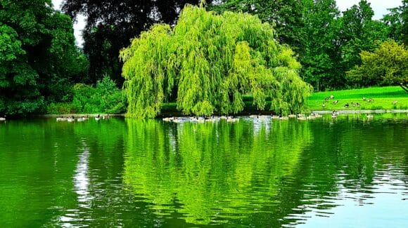 Cours de rock 4 temps – Cours de rock 6 temps – Description de l’enchaînement de la semaine du 15 au 21 septembre 2025: Le miroir (en 3 versions)