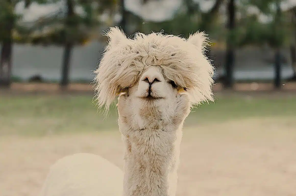 Cours de danse rock – Description de l’enchaînement de la semaine du 24 au 30 novembre 2025: Le bob (en 2 versions) Cours de danse rock – Description de l’enchaînement de la semaine du 24 au 30 novembre 2025: Le bob (en 2 versions)