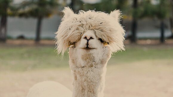 Cours de danse rock – Description de l’enchaînement de la semaine du 24 au 30 novembre 2025: Le bob (en 2 versions)