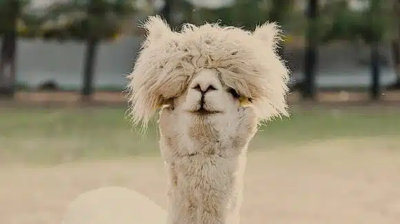 Cours de danse rock – Description de l’enchaînement de la semaine du 24 au 30 novembre 2025: Le bob (en 2 versions)